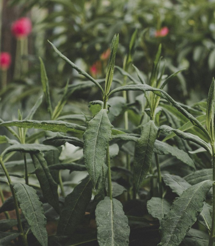 A lush green garden in Uva, Russia, showcasing vibrant plant growth.
